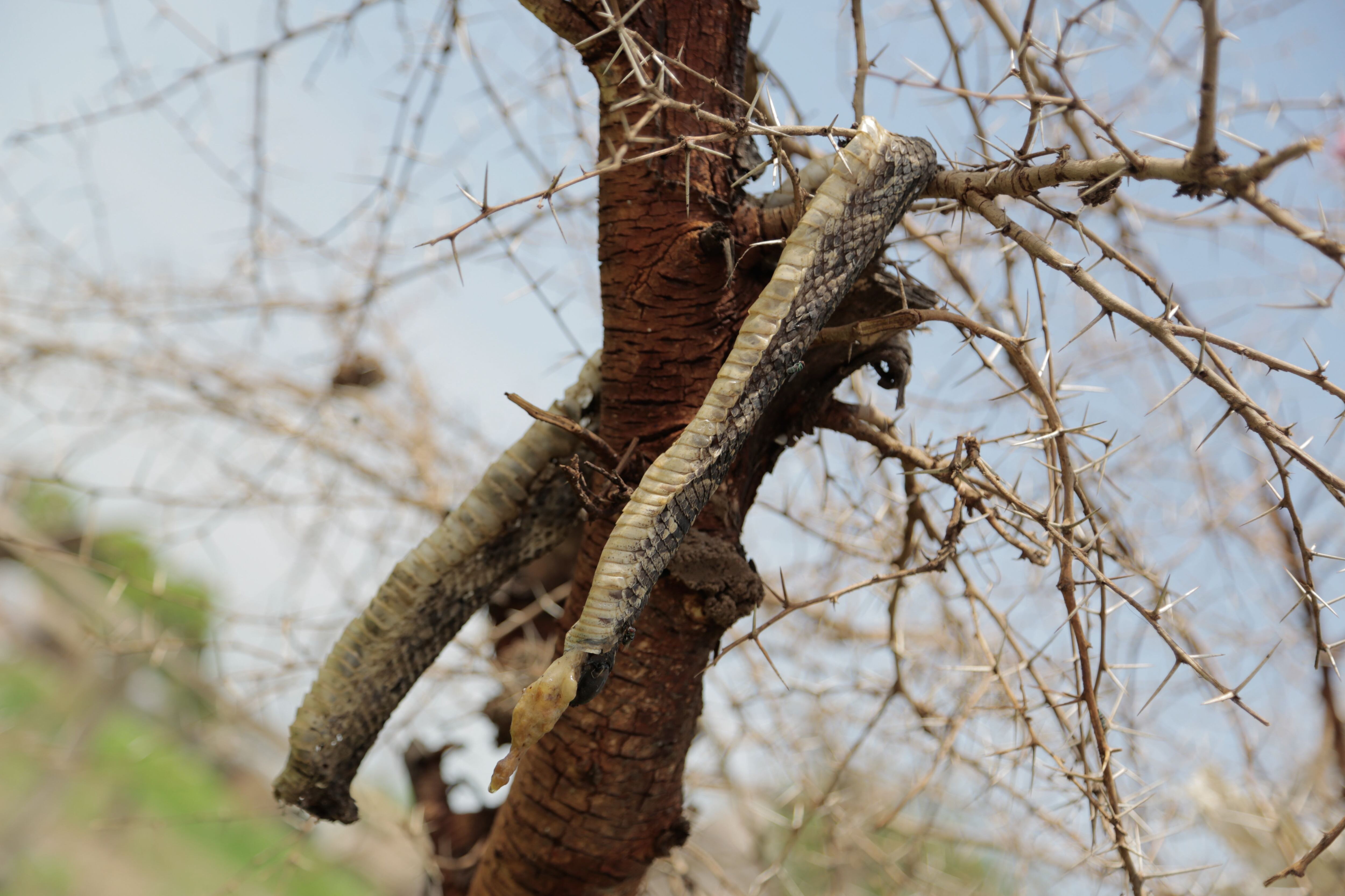 Como superstición, en Sudán del Sur es habitual colgar las serpientes muertas en los árboles para evitar que vuelvan a la vida.