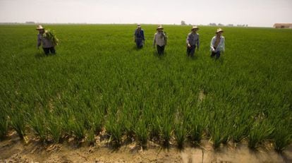 Un grupo de jornaleros termina su labor en un campo de arroz cerca de Isla Mayor.