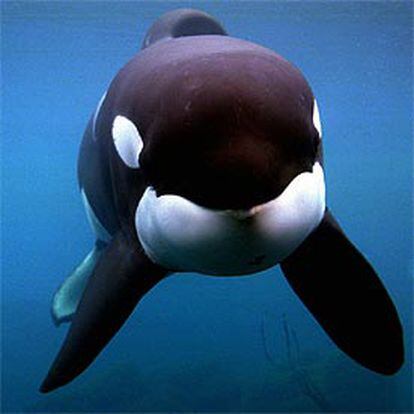 La orca, en su tanque del Acuarium de Oregón en 1998, antes de volver a la vida salvaje.