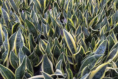 La 'Sansevieria trifasciata', una de las plantas favoritas de Umberto Pasti.