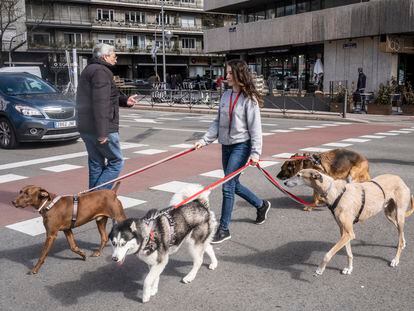 Una mujer pasea a varios perros por el centro de Madrid.