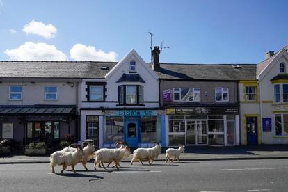 Un rebaño de cabras, por Llandudno (Gales).