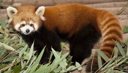 Un panda rojo ('Ailurus fulgens') del zoo de Zagreb.