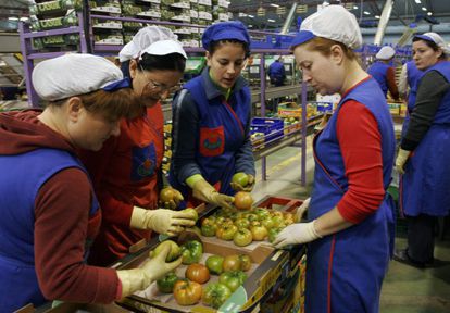 Un grupo de mujeres selecciona tomates en una línea de envasado de una empresa en Almería