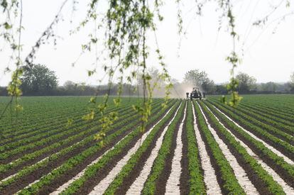 Un campo agrícola en Argentina.