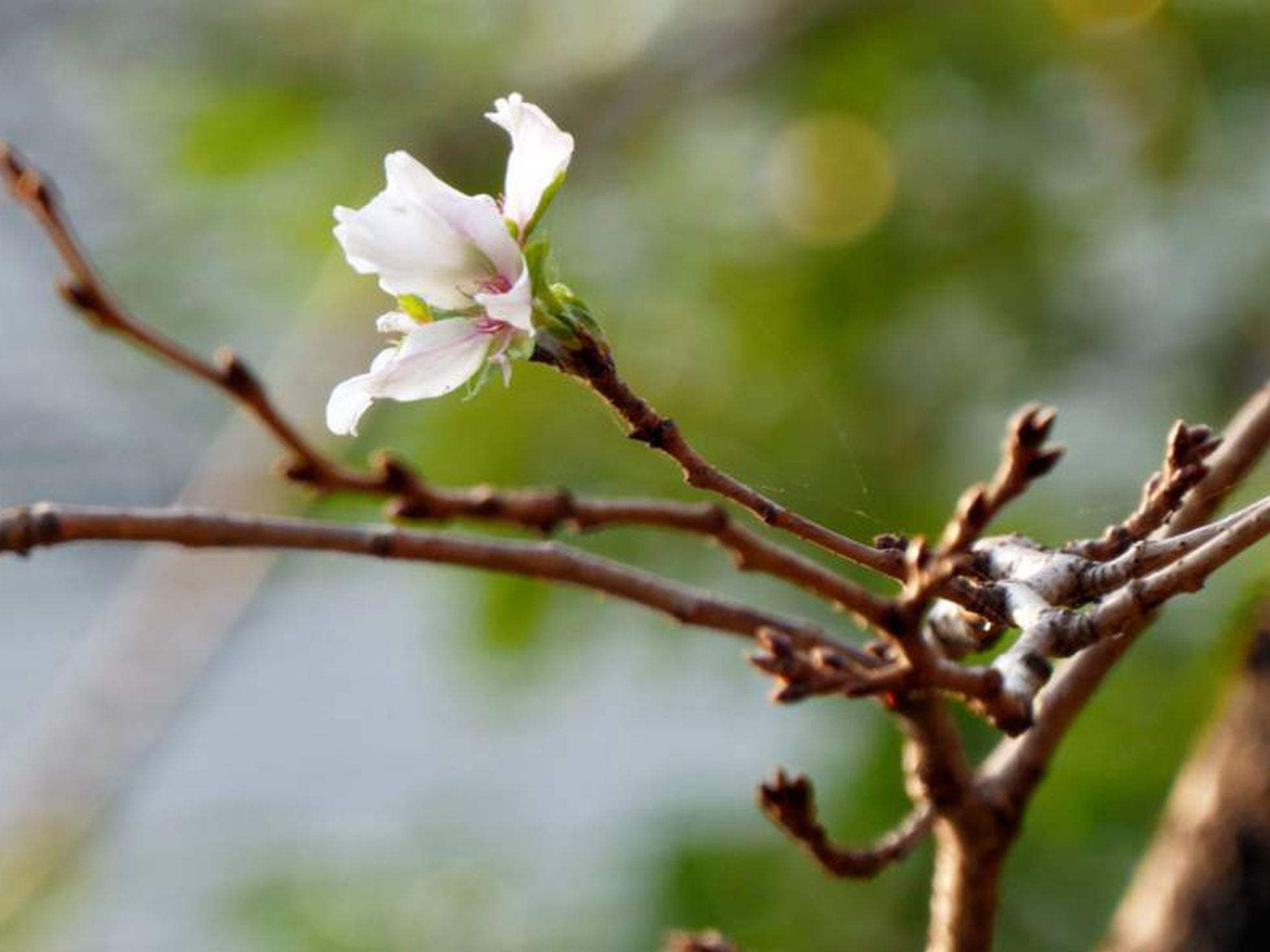 Los cerezos en flor, la belleza de la primavera 