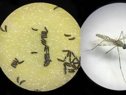 Un ejemplar de mosquito modificado genéticamente y huevos de este insecto, observados al microscopio.