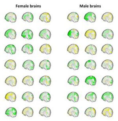 El volumen de las distintas regiones cerebrales (en verde, m&aacute;s grande y en amarillo, m&aacute;s peque&ntilde;a) de 42 personas muestra c&oacute;mo se solapan el cerebro masculino y el femenino.