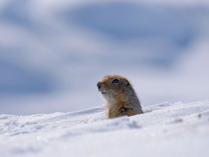 Los suslik árticos hibernan a temperaturas por debajo de 0º que combaten generando calor. En la imagen, uno de los ejemplares estudiados en el norte de Alaska.