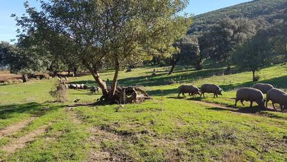 Una piara de cerdos en la sierra de Cádiz, en una imagen de la organización agraria Asaja.
