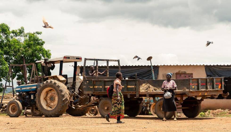 Varios empleados de la Granja Benchi de 80 hectáreas de Benard Chinyemba, adquirida durante el programa de reforma agraria de Zimbabue, en Glendale, cerca de Harare, marzo de 2020.