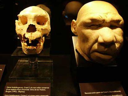 Cráneo encontrado en la Sima de los Huesos y recreación de su cabeza realizada por Adrie y Alfons Kennis.