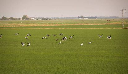 Cigüeñas en un arrozal de Isla Mayor.