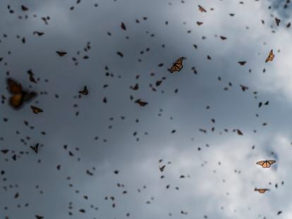 Miles de mariposas monarca vuelan sobre los bosques de la reserva en el Estado de Michoacán.
