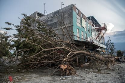 Un arbol arrancado por el paso del tsunami, debajo de un edificio, en Palu.
