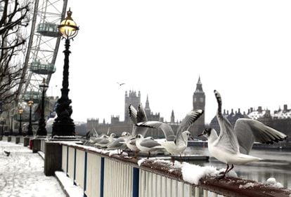 Gaviotas sobre el Támesis, cerca del Big Ben.