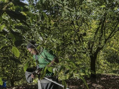 Un trabajador corta aguacates en una huerta