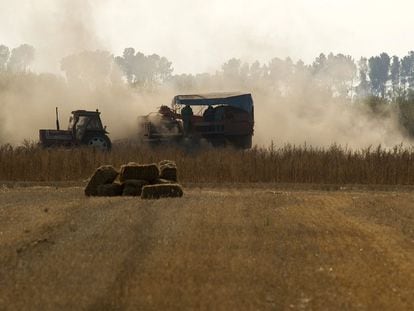 Agricultores trabajando en la recogida de la cosecha de patatas en la comarca ourensana de La Limia.