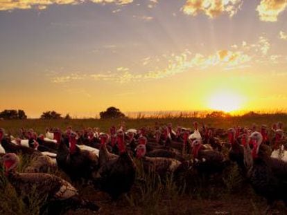 El documental de Christopher Dillon le saca los colores a la industria animal