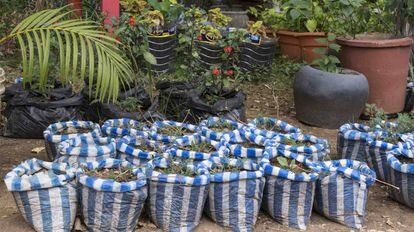 Plantas a la venta en uno de los muchos viveros situados a los márgenes de las carreteras en Tanzania.