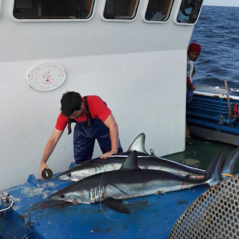 An observer measures porbeagle caught on a Galician longliner.