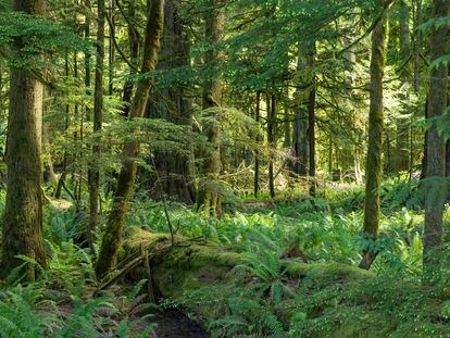 El bosque pluvial de Cathedral Grove en la Columbia Británica de Canadá.