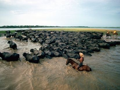 Unos vaqueros acarrean ganado en el delta del río Amazonas.
