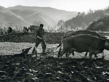 Juaco arando en el Llag&uuml;ezu, Asturias (1963). 