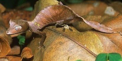 <i>Uroplatus phantasticus </i>, la especie correspondiente al 6 de enero, es un gecko endémico de la isla de Madagascar, de aspecto fantástico.