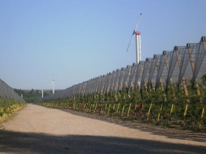 Cultivo de manzanos de la empresa Nufri, en  La Rasa (El Burgo de Osma, Soria).