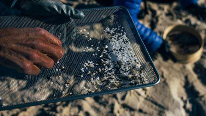 DVD1194 (07/01/24). Muros (A Coruña). Comunidades. Contaminación medioambiental. Aparición de pellets de plástico en la costa gallega. Miles de bolitas de pellets para la fabricación de plásticos, procedentes de un contenedor que cayó al mar desde un barco. Un grupo auto organizado por grupos de whatsapp durante la quedada que convocaron para la limpieza voluntaria de los pellets en la playa de Area Maior en Muros./ ÓSCAR CORRAL (EL PAÍS).
