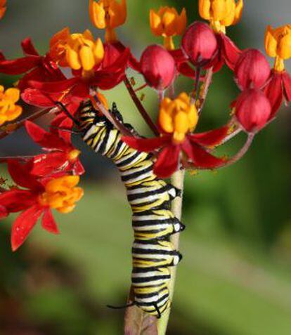 Oruga danaus.