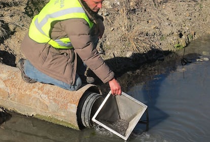 Los agentes del Seprona lograron que las angulas no llegaran hasta el canal de riego. Se incautaron de 100 kilos de ejemplares vivos, que en el mercado alcanzarían los 50.000 euros.
