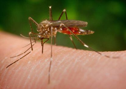 El mosquito Aedes japonicus.