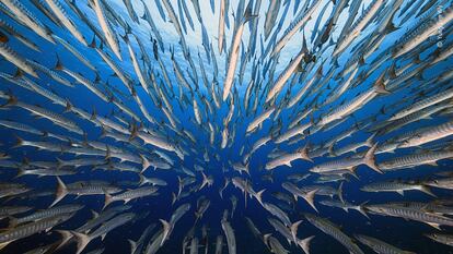 Los avances en la investigación del movimiento de los peces supone una base teórica para explorar el fondo marino de forma menos invasiva.