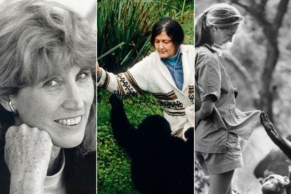 Las científicas Sarah Blaffer Hrdy, Diane Fossey y Jane Goodall.