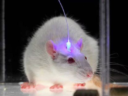 Hasta ahora, para manipular el cerebro de los ratones con luz, era necesario abrirles la cabeza