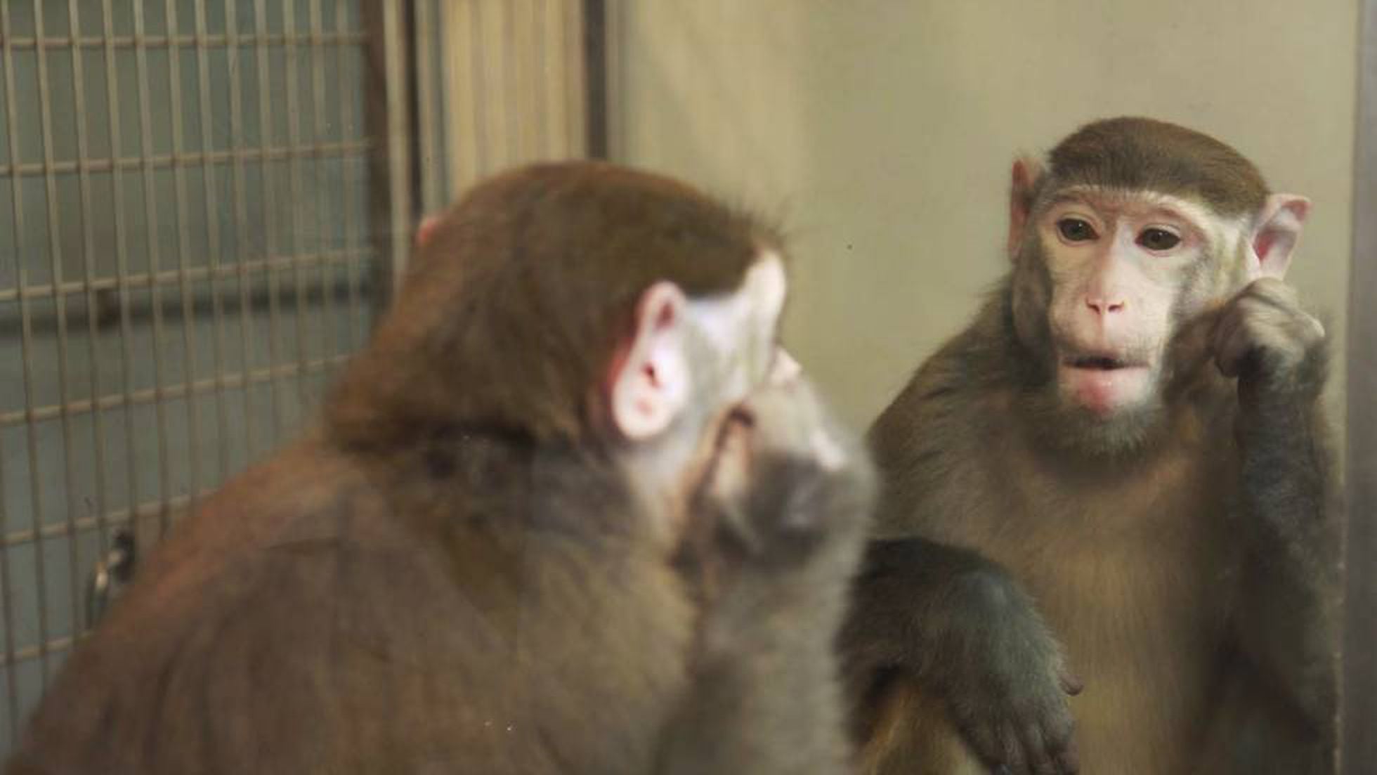 Contribución Me gusta Leer Cómo enseñar a los monos a ser conscientes de sí mismos | Ciencia | EL PAÍS