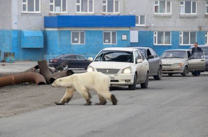 Un oso polar entra en la ciudad rusa de Norilsk, en el norte de Siberia.