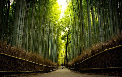 Bosque de bambú cerca del templo de Tenryu-ji, en Kioto.
