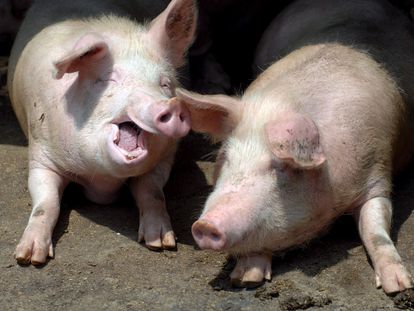 Dos cerdos en una granja en Qingdao (China).