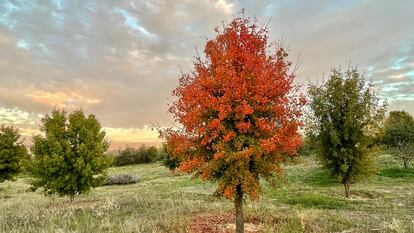 Un arce de Montpellier (Acer monspessulanum) en un campo en Valdebebas.