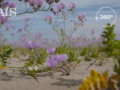 Las inusuales lluvias disparan el florecimiento de más de 200 especies nativas de plantas