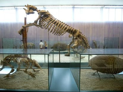 El esqueleto completo del megaterio del Museo de Ciencias Naturales de Valencia y, en primer plano, el esqueleto y el caparazón del armadillo fósil 'Eutatus punctatus'.