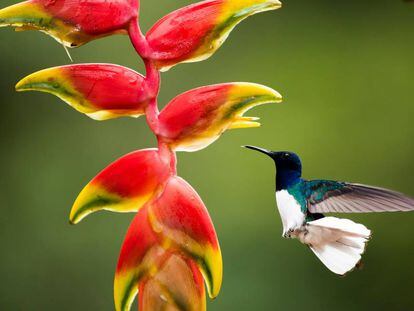 Un jacobino de cuello blanco, en Boca Tapada, en la provincia de Alajuela (Costa Rica).