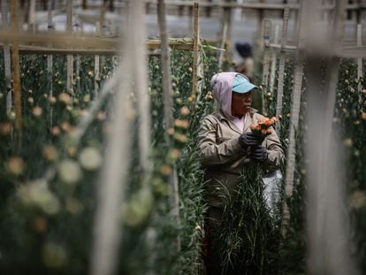 Una trabajadora reúne flores en un cultivo en Sesquilé, Colombia, el 7 de febrero de 2023.