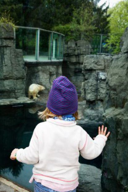 Una niña mira un oso polar en el Zoo de Nueva York.
