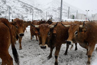 Bestiar boví entre la neu a la localitat de Altos de Arbas (Lleó).