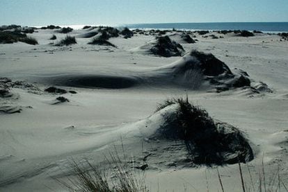Medio Ambiente ha declarado dominio público todo el cordón de dunas del litoral del Parque Nacional de Doñana.