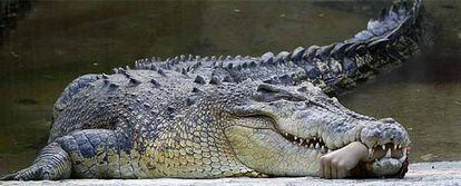 Imagen del cocodrilo con el brazo del veterinario entre los dientes.